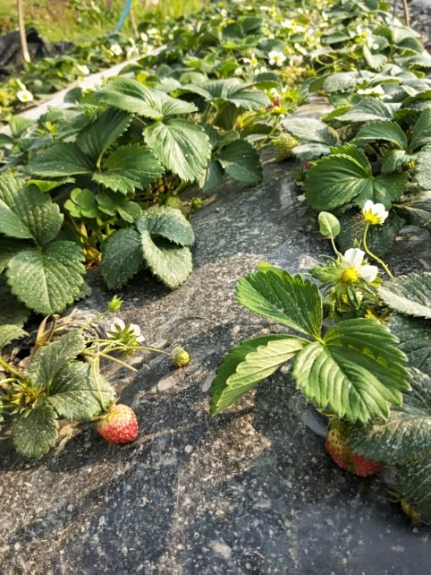 【约会春天 哈弗在行动】大圩草莓岛之行