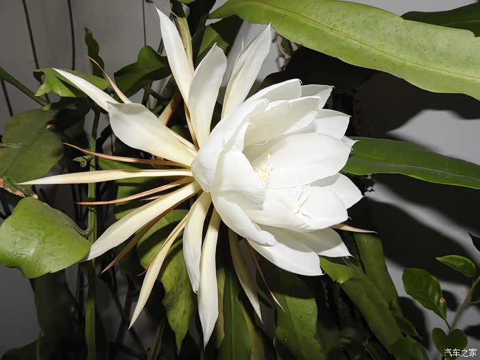 令箭花开——养了五六年的令箭荷花终于开花了