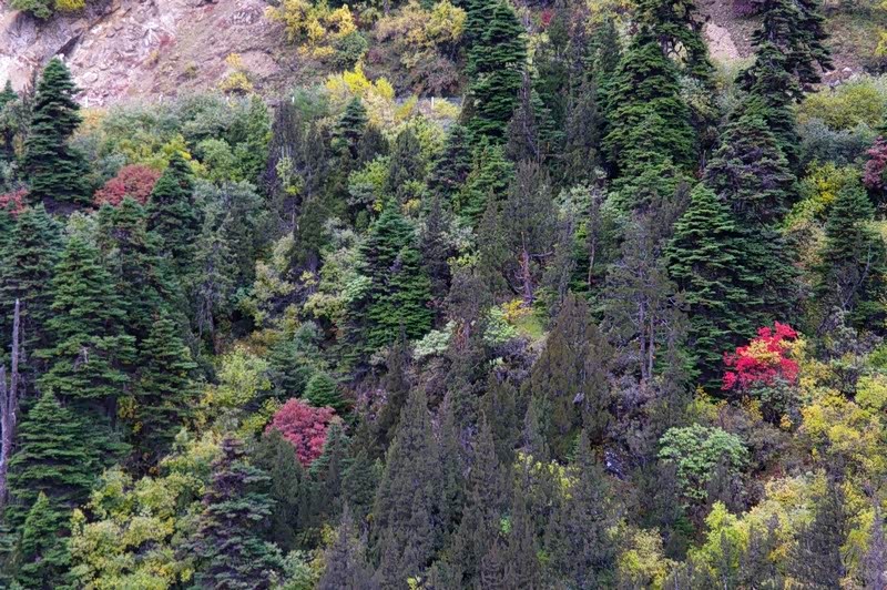 青山翠柏气势磅礴呼吸大自然新鲜空气风景独好