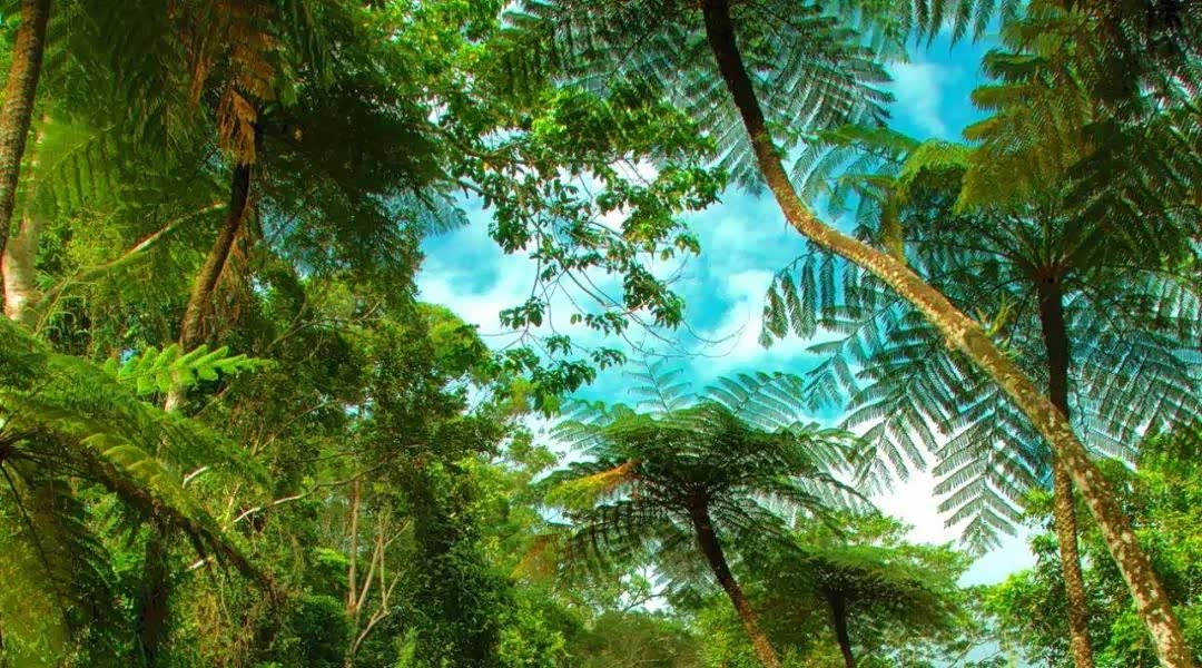 热带雨林探险旅行感受神奇大自然茂密丛林