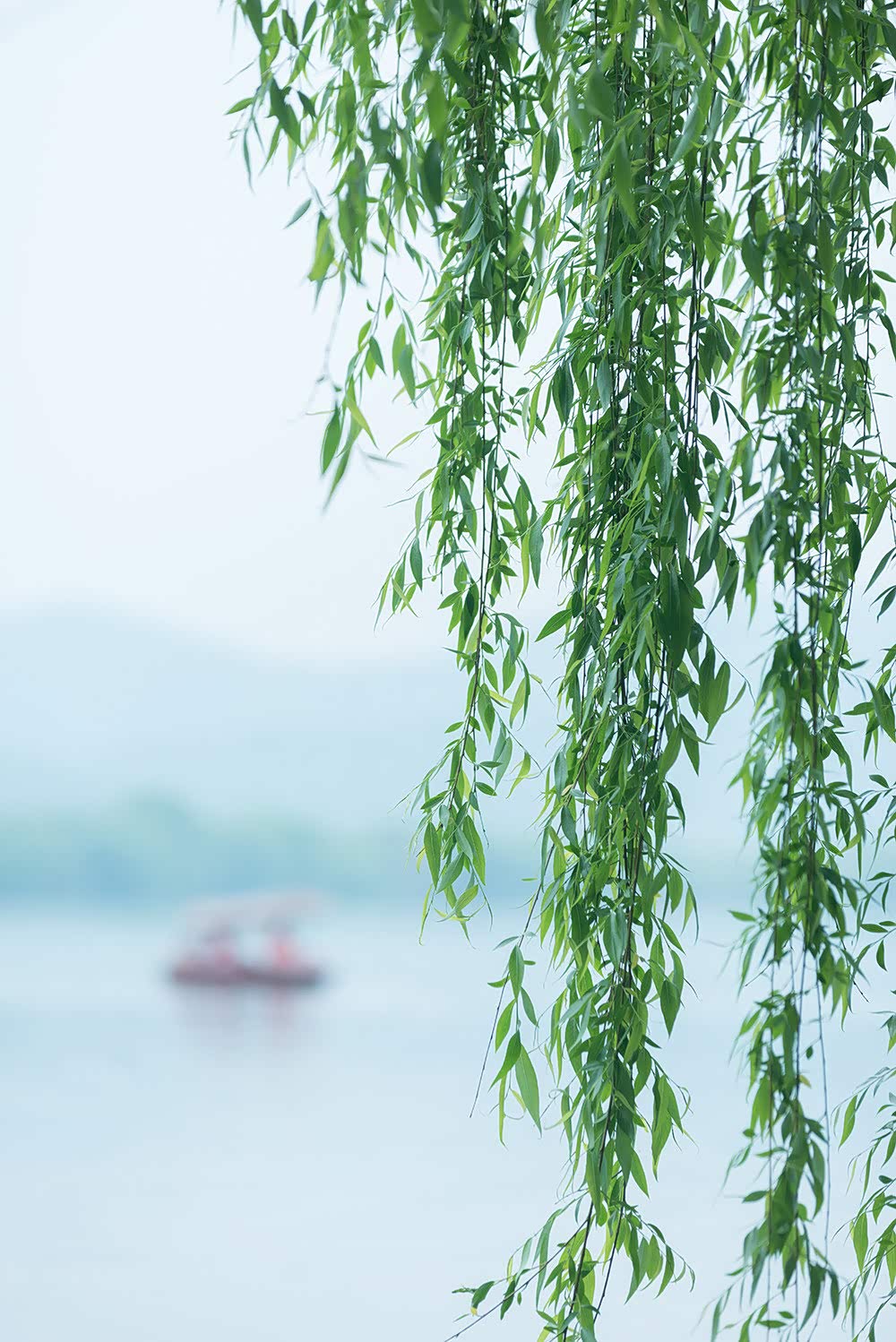 杨柳依依 这大概就是江南!