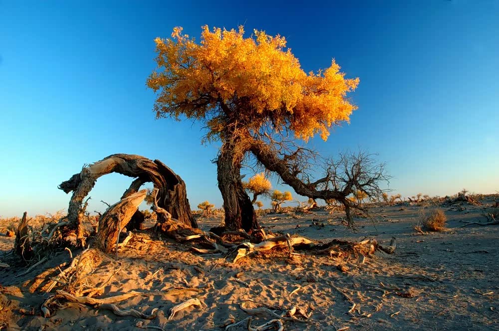 胡杨树的魅力实在是太大了非常漂亮