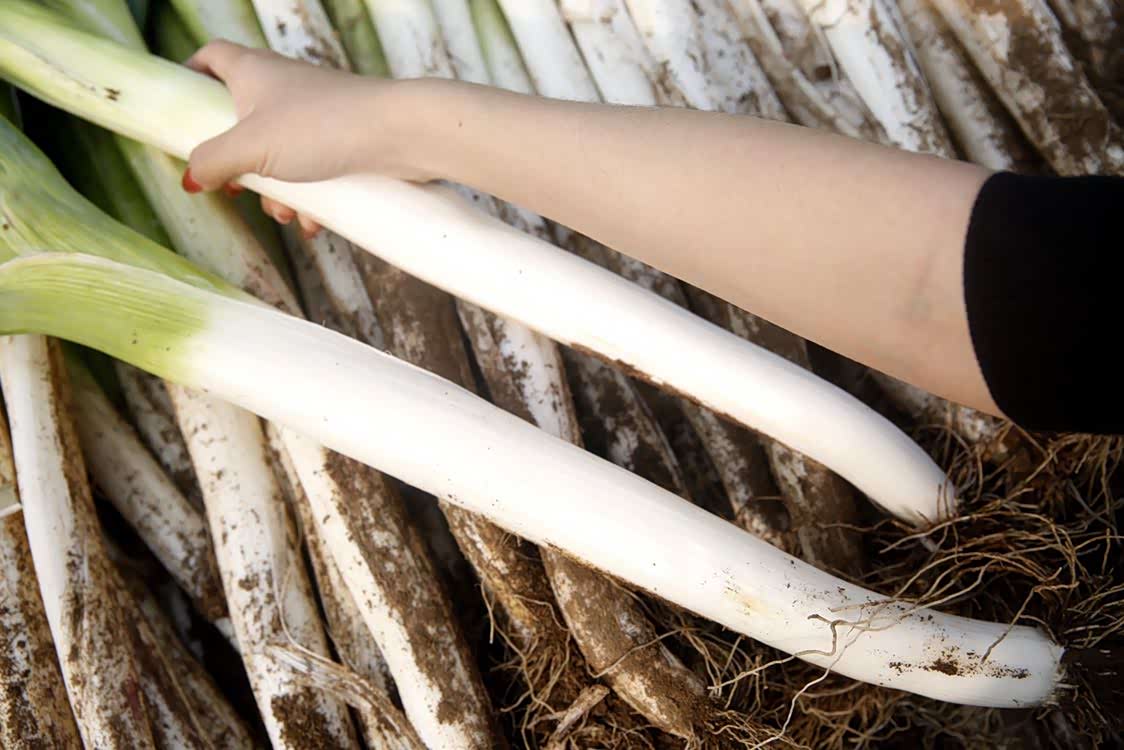 一根大葱一人高 ,北京平谷东高村镇"百年大葱"丰收.