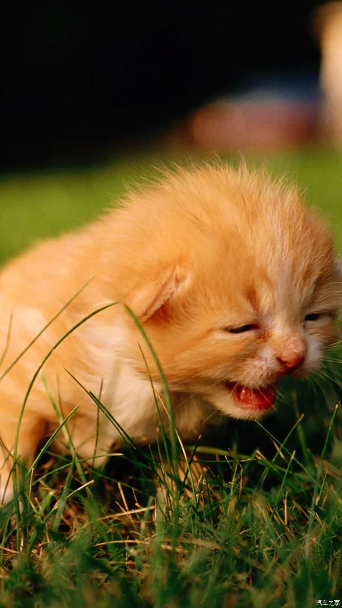 【图】可爱的小动物摄影欣赏_摄影论坛_汽车之家论坛