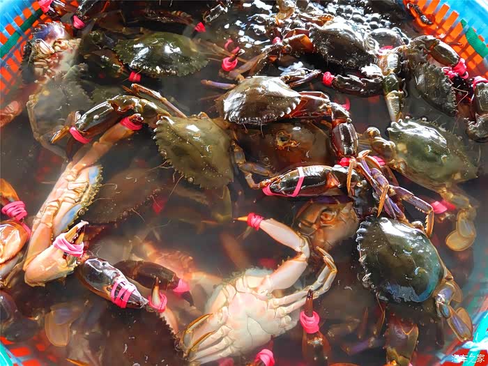 吉林市长安车友会长途自驾游之锦州品尝最鲜活的海鲜