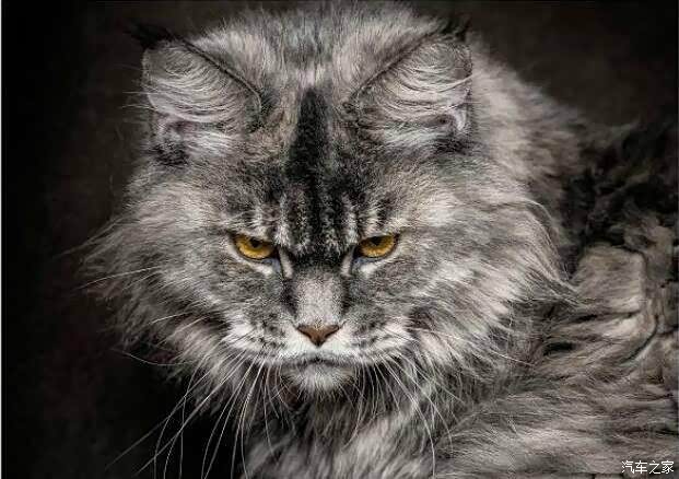 铲屎官养成记,暗黑系萌宠的腹黑自白