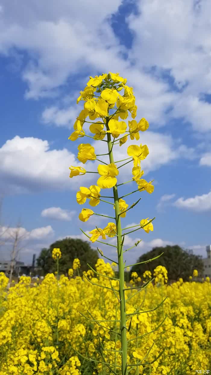 春天里有75阳光和菜花