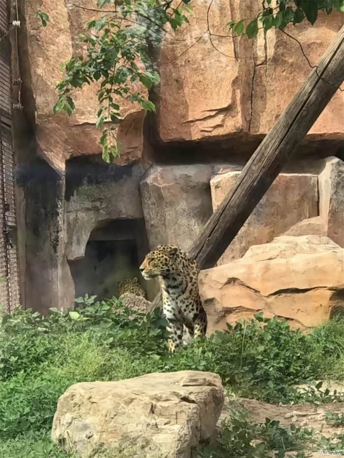 【辽宁长安车友俱乐部】沈阳森林动物园小游记