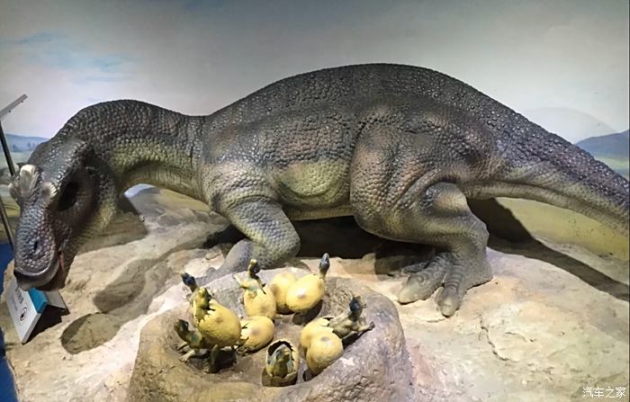 福建博物院自然馆恐龙图片