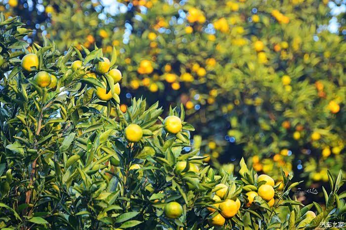 汉中城固一年好景君须记最是橙黄橘绿时