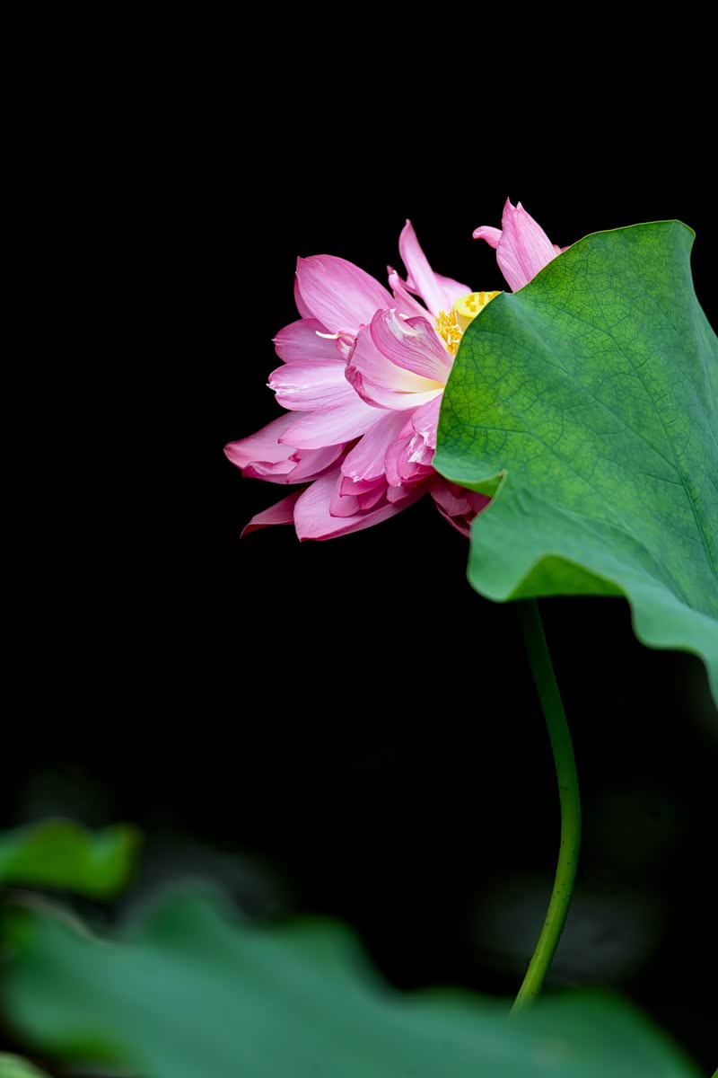 荷花千姿百态 洁白无瑕 ,荷花在开放 有的彬彬有礼