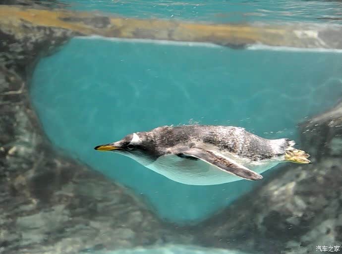 这只企鹅独自在游泳