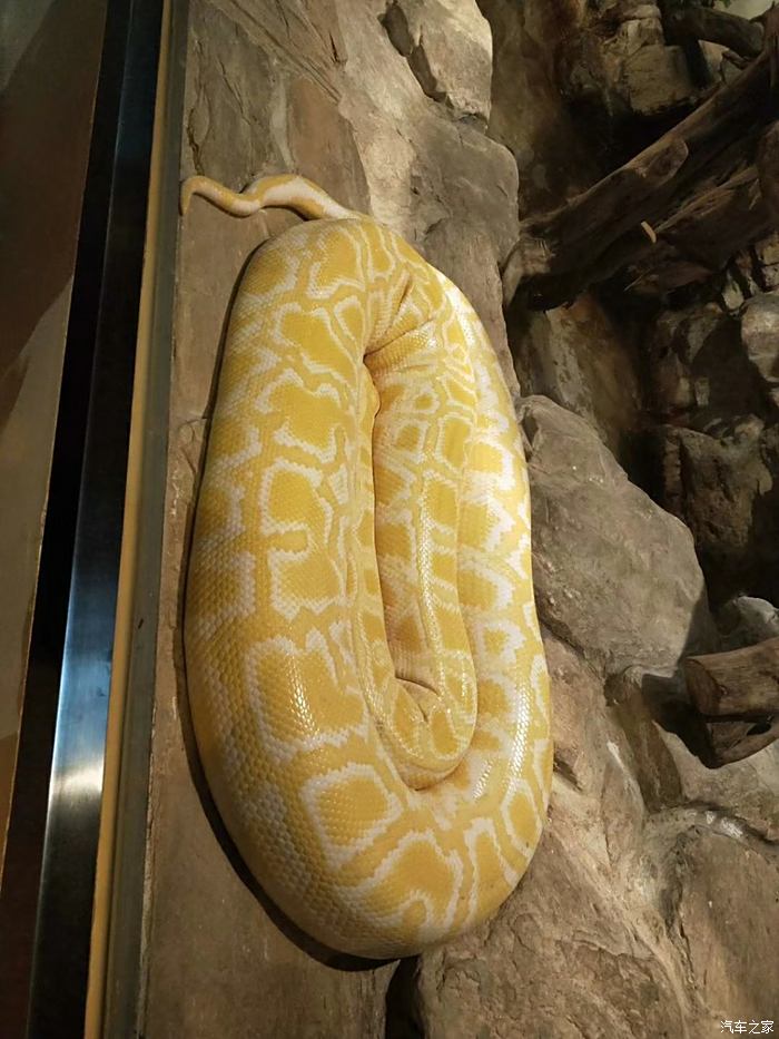 湖州蟒蛇动物园图片