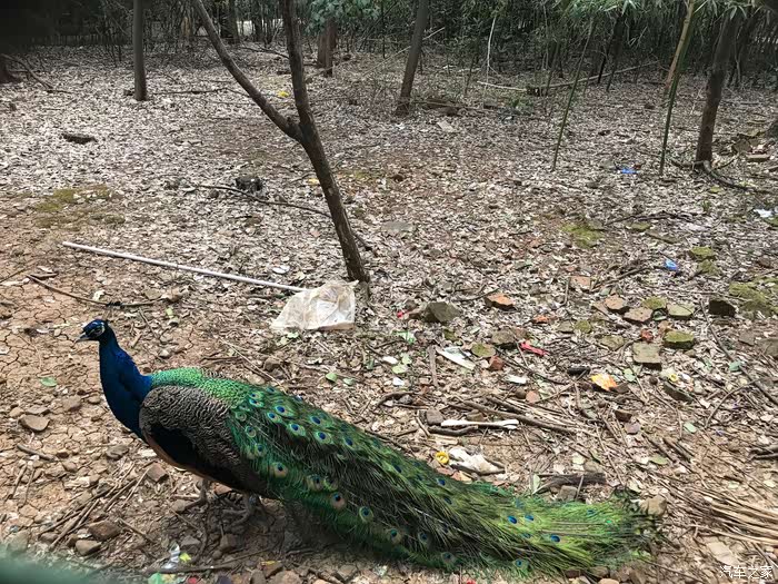 周末亲子游大蜀山野生动物园