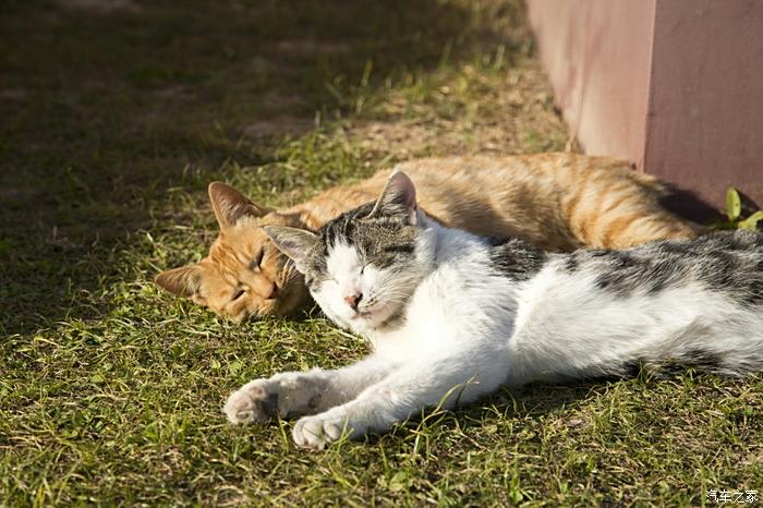 攀堤坝顺着路走,还看到两只猫咪在墙角慵懒晒太阳,唉真想过去撸一撸哇