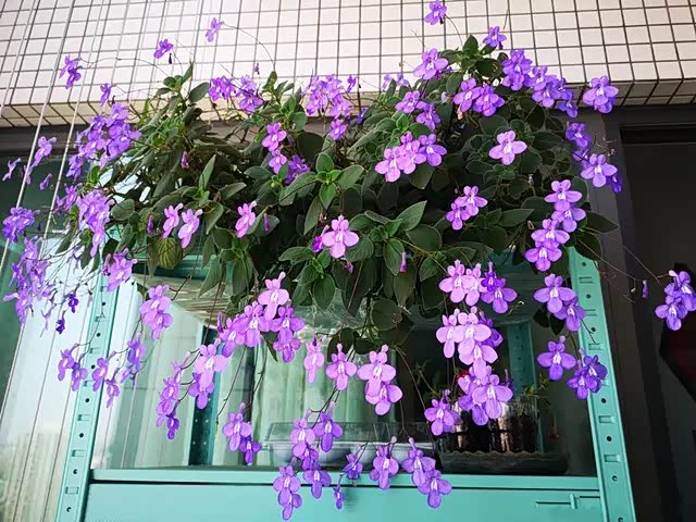 紫莺花,一株来好多花,太美了.