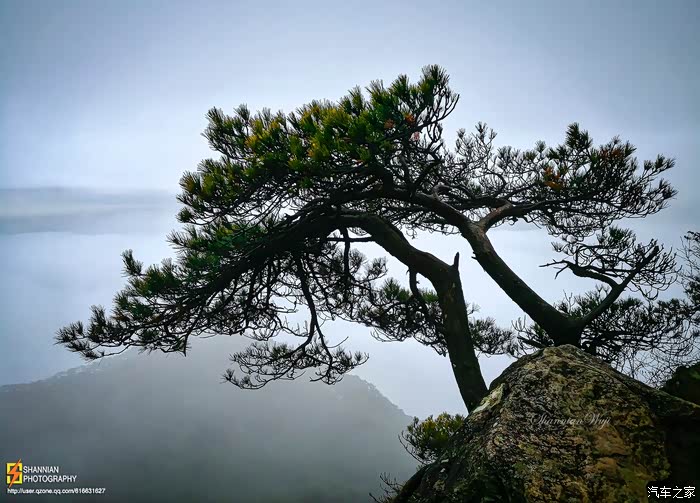 庐山劲松,根植石缝,傲然挺立!