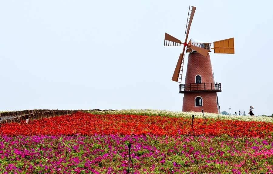 自驾牛角大圩四季花海!