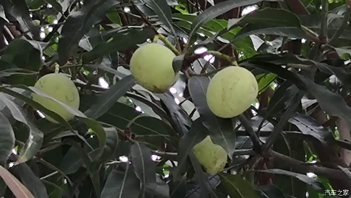 【图】南宁,满大街的扁桃_广西论坛_汽车之家论坛