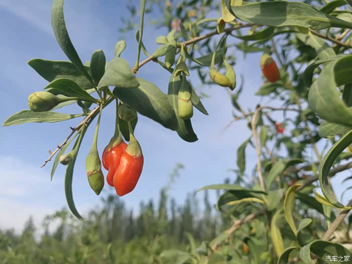 宁夏行参观红玛瑙枸杞观光园