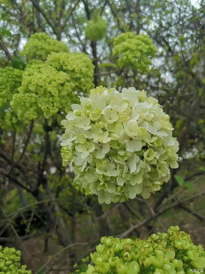 长得特别像绣球,但好像不是,因为这花长在高高的树上的