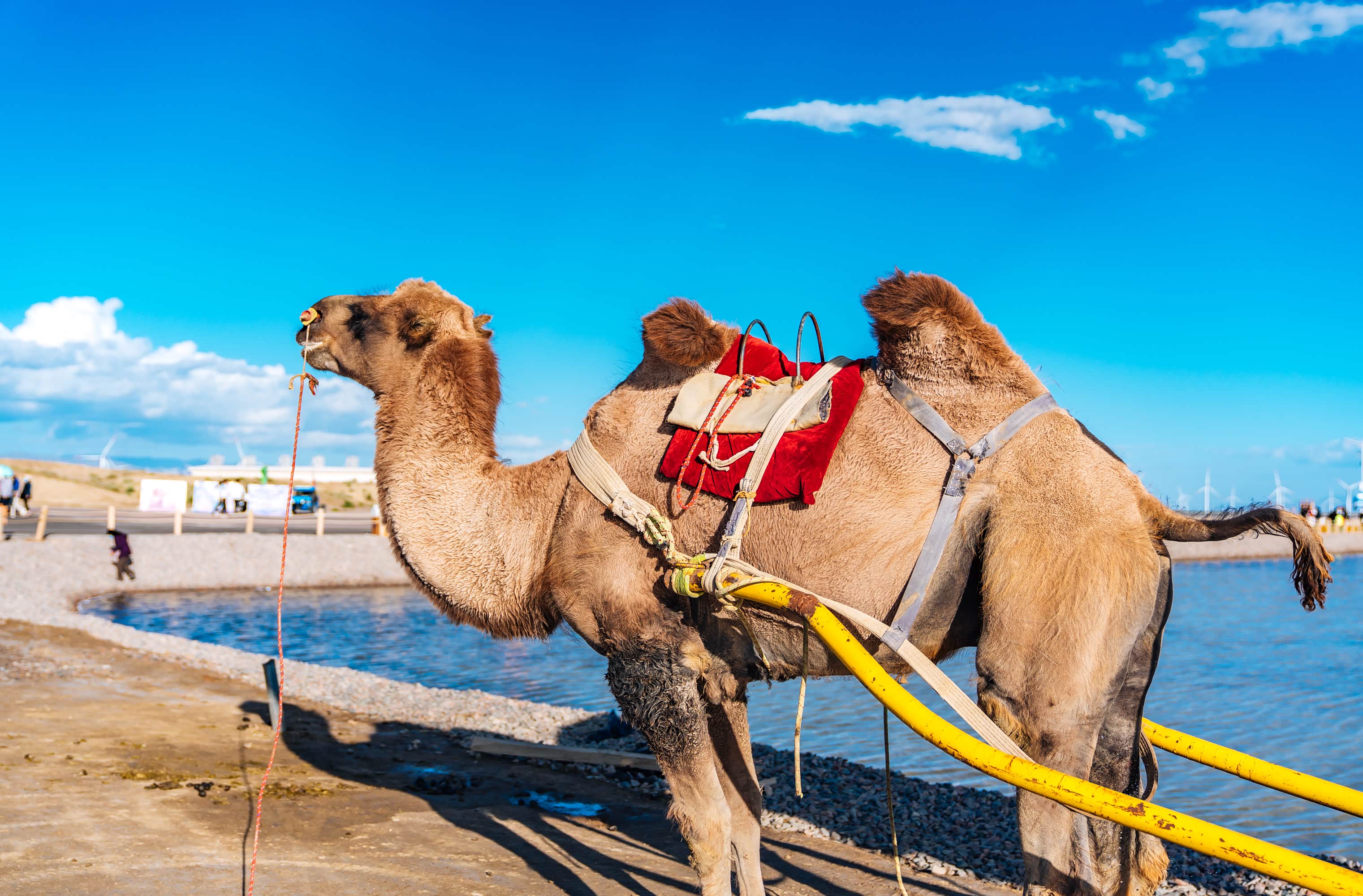 景区内除了电瓶车,也可以选择乘坐骆驼车这样的交通工具