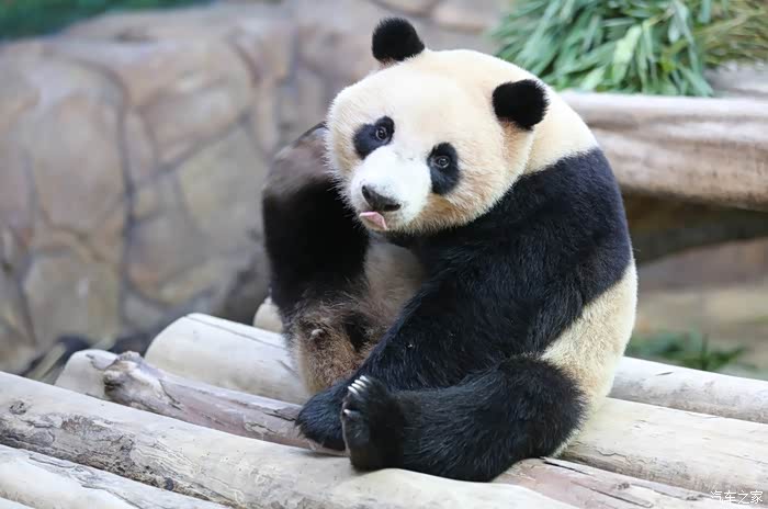 被一个超级萌的大熊猫做鬼脸!这样的体验是不是天下第一,美好绝伦啊!