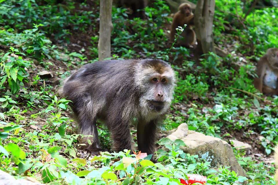 黄山短尾猴是藏酋猴的亚种之一,属灵长类动物