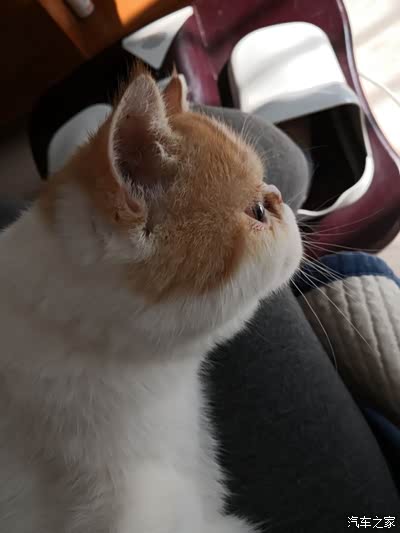 我家有只加菲猫-咕噜同学