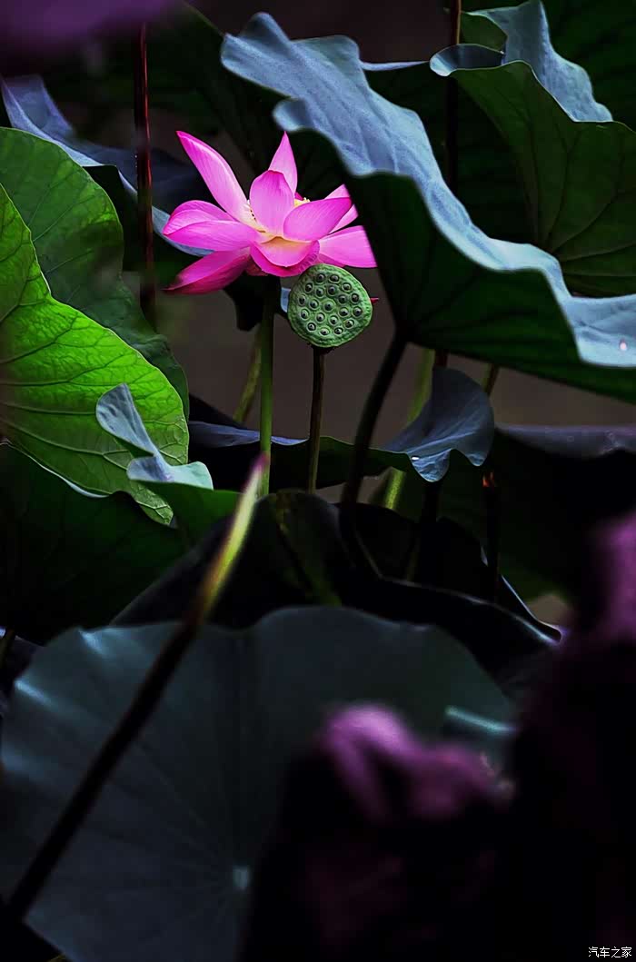 开上大白拍荷花,享受夏日美好时光