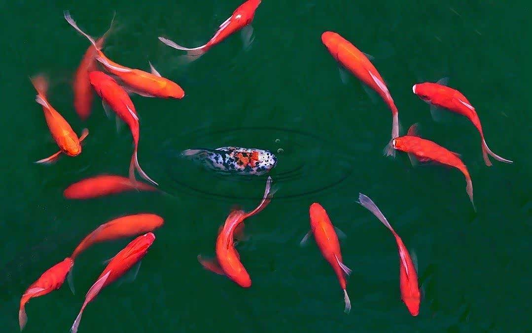 不惧风雨不负韶华鲜衣怒马少年风华锦鲤锦鲤吉祥如意