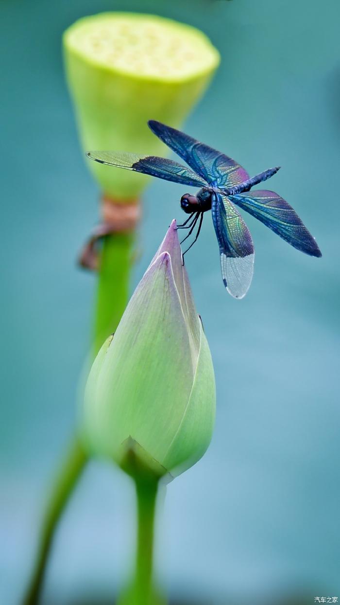 荷花花骨朵蜻蜓图片