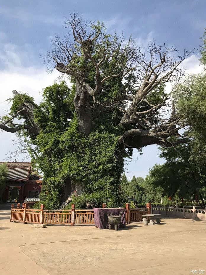 大槐树枝繁叶茂
