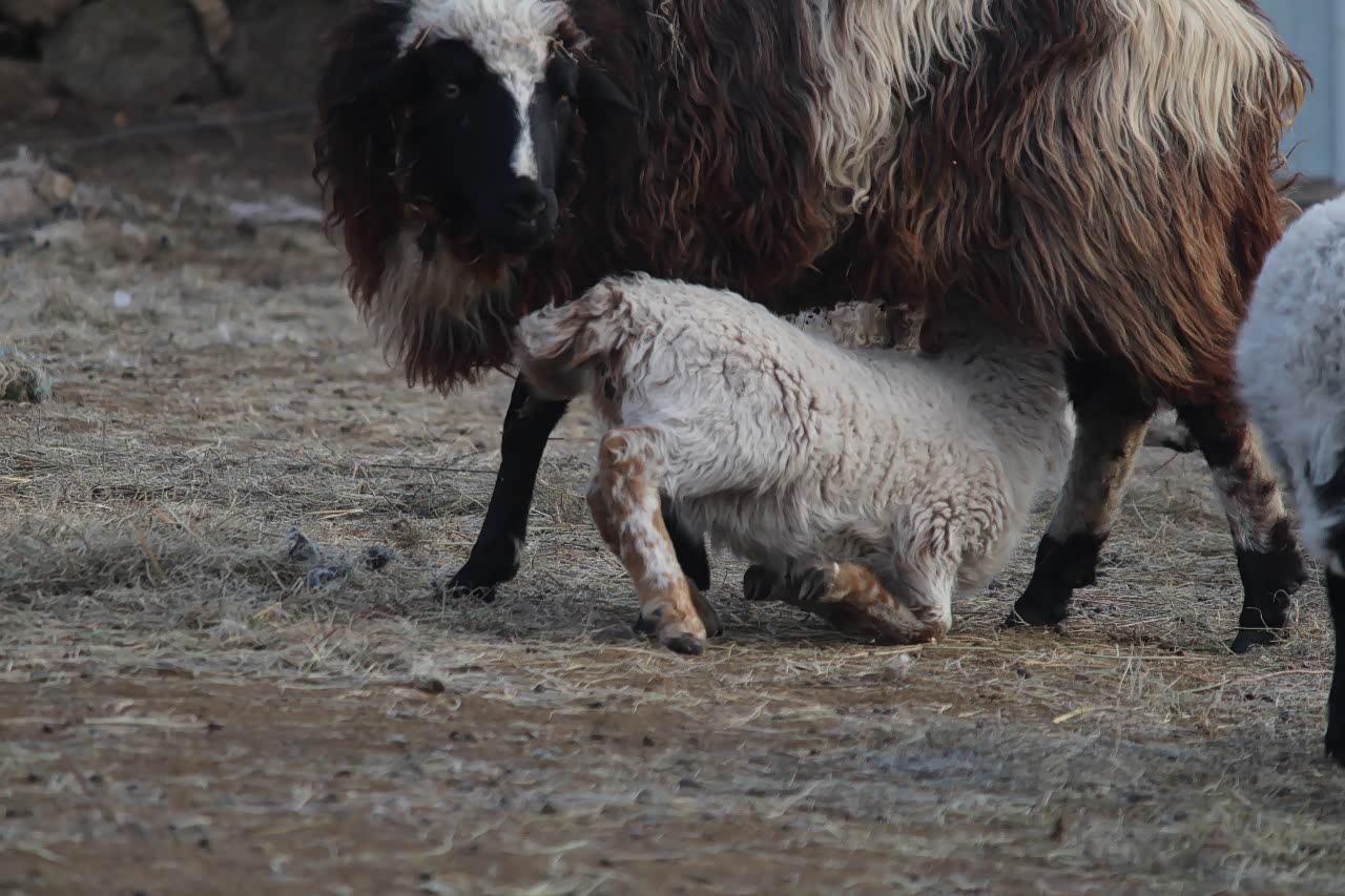 小羊跪着吃奶羊有跪乳之恩