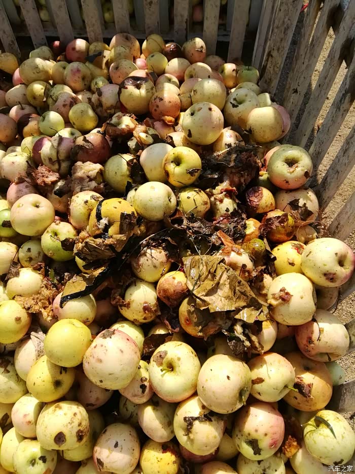 猜猜这些破败的落地果是干嘛用的,猜对有奖.