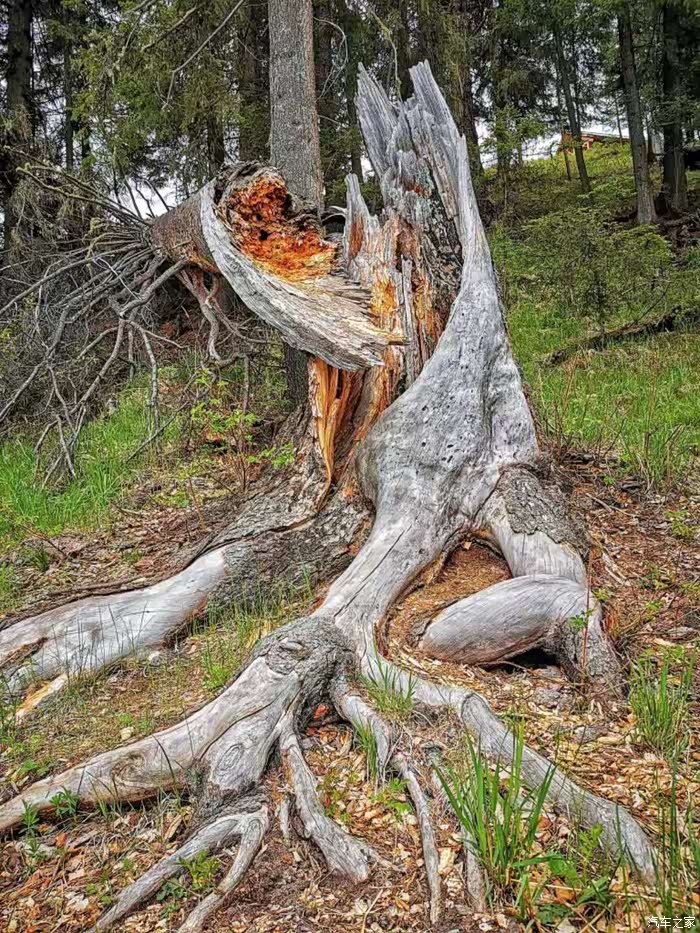让人流连忘返,如痴如醉的童话世界----新疆喀纳斯