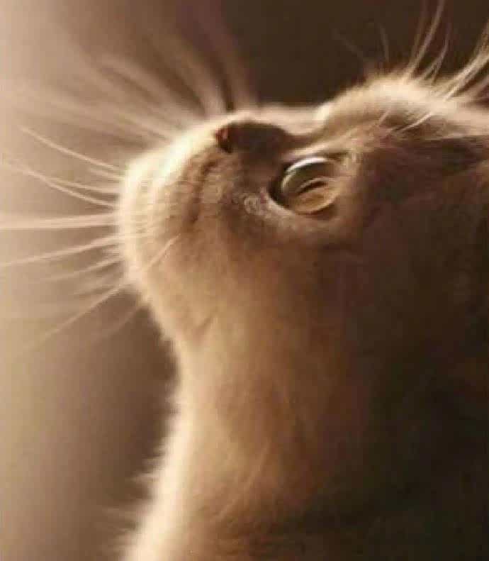 世界上最萌的侧脸,看着看着感觉心都跟着化了!