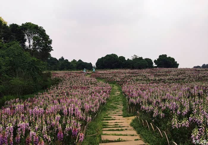 石象湖美丽花海中畅游一天