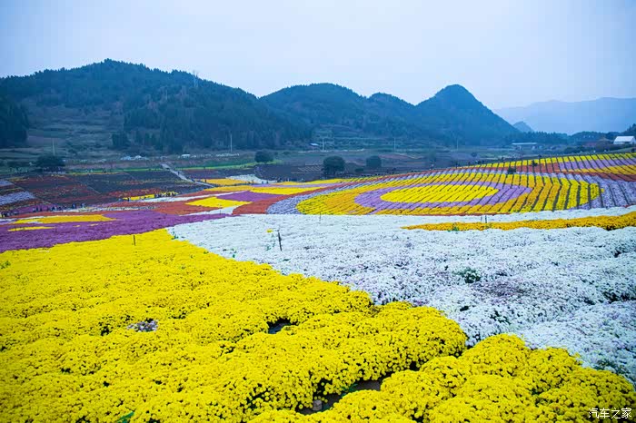 座标凯里麻江县宣威镇药谷江村花海