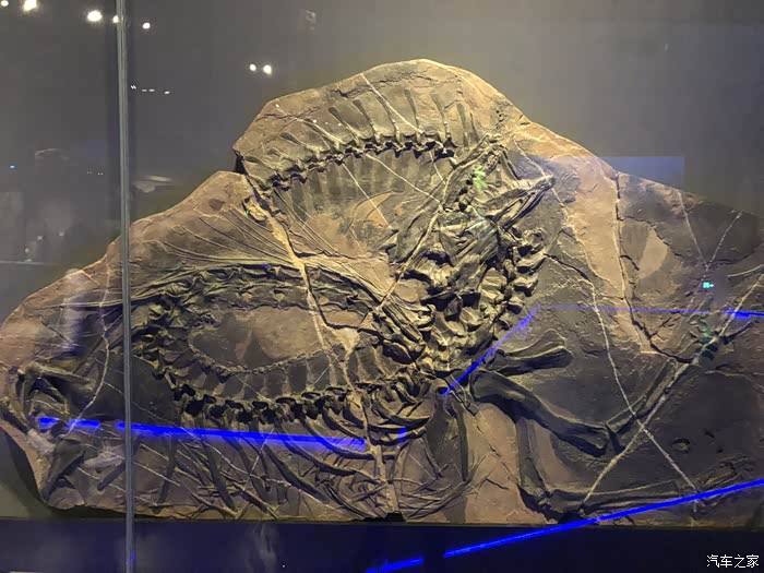 补发五一游贵州省博物馆古生物化石