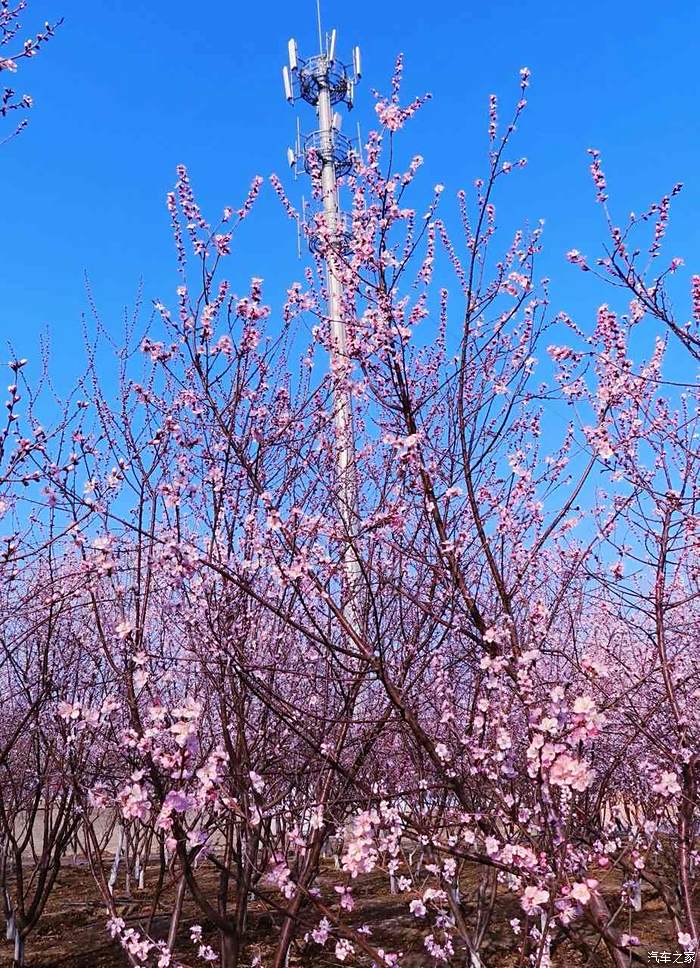 滹沱河桃花盛开别样红