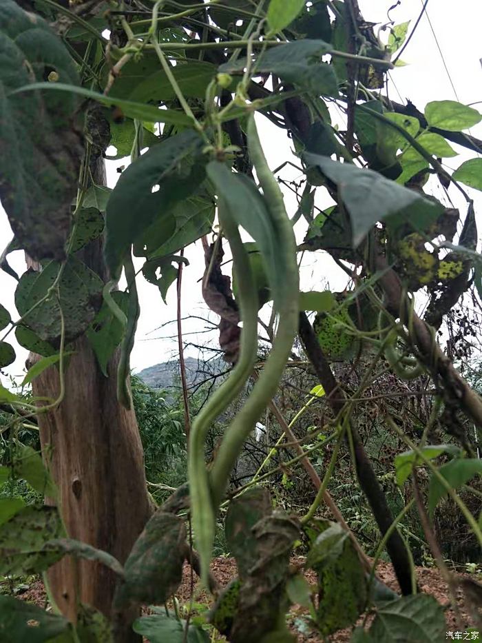 斑马豆植株图片图片