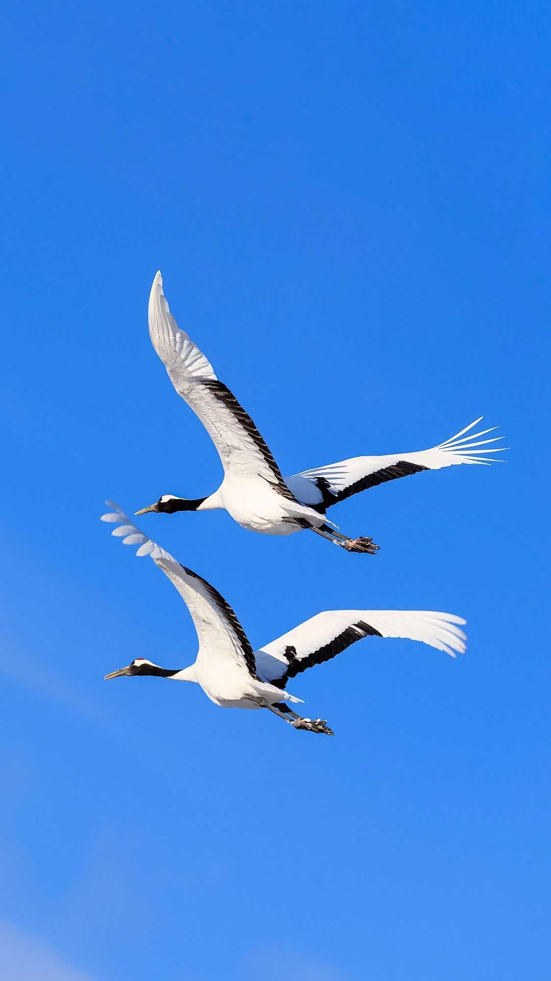 小鸟的自由自在的飞翔真的非常的漂亮