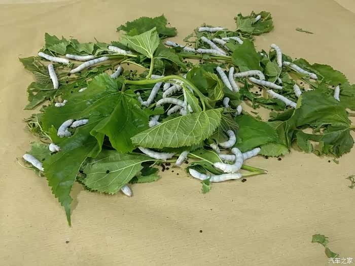 【自驾游】参观太湖雪蚕桑文化园