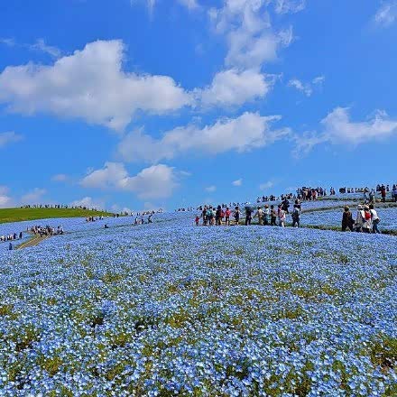 日本hitashi公园的蓝色粉蝶花,可以和蓝天融在一起