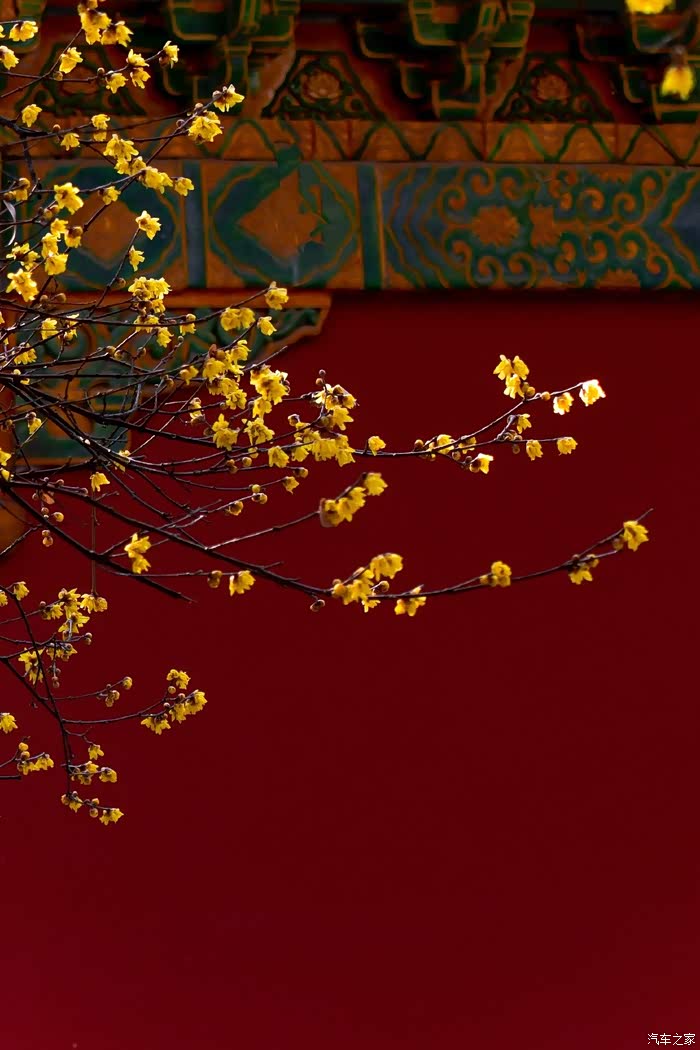 明孝陵的梅花与鹿 ,红墙下的梅花迎着初雪开放了