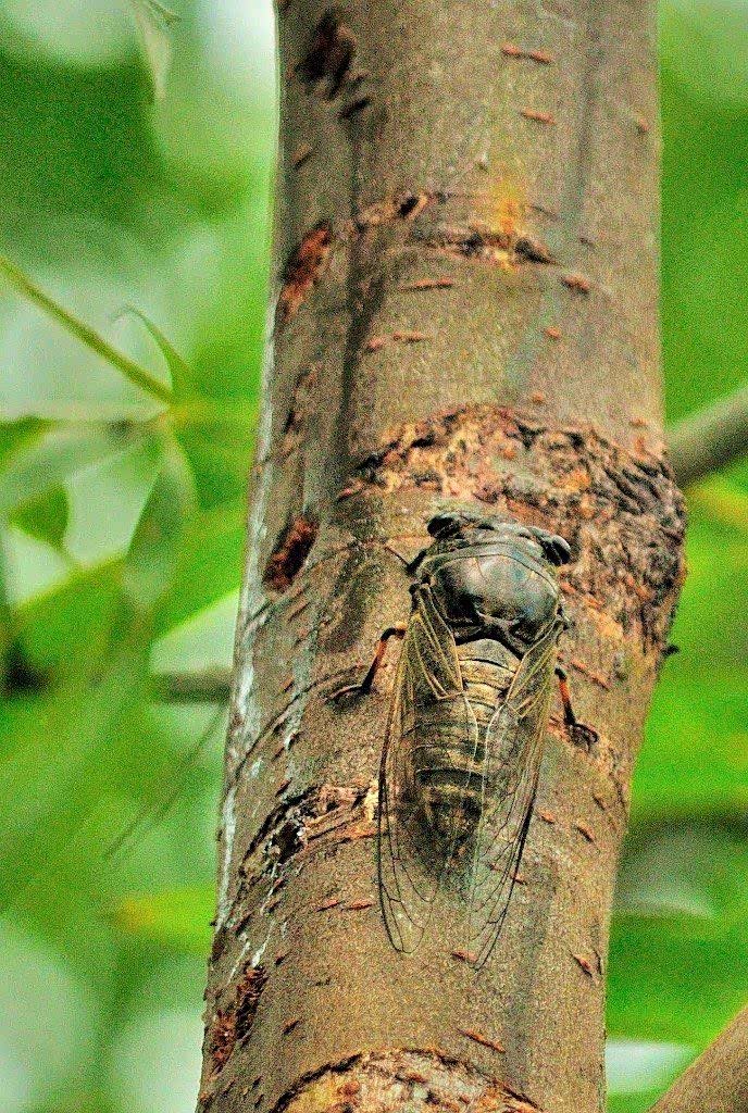 庭树蝉声初入夏,这样的意境很美