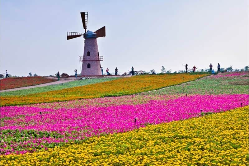 自驾牛角大圩四季花海!