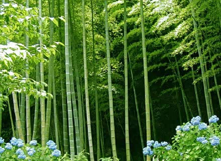 翠绿的竹子,寓意是步步高.