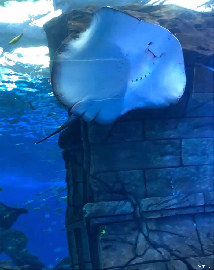 魔鬼鱼竟然是一张笑脸,以前都是在电视里见到的,现在看到真的,真没有